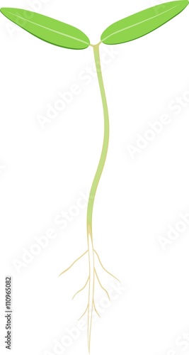 sprout