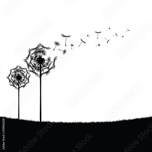 dandelion illustration in nature