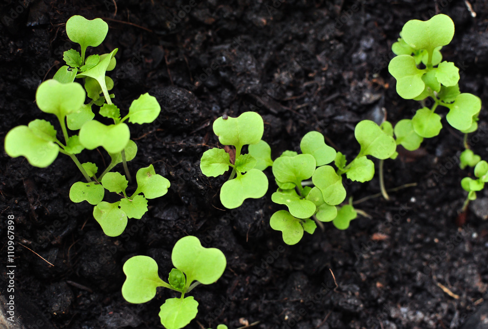 Rows of Seedlings in nursery.
Rows of Seedlings in nursery.