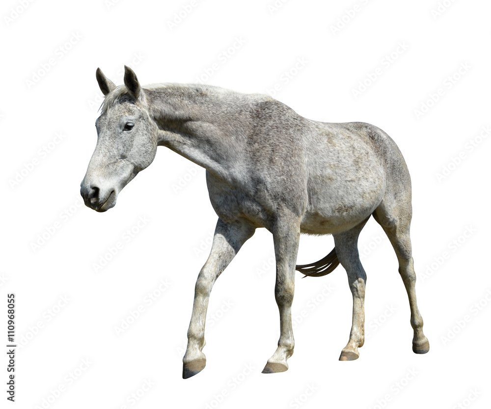 Obraz premium Horse isolated on a white background