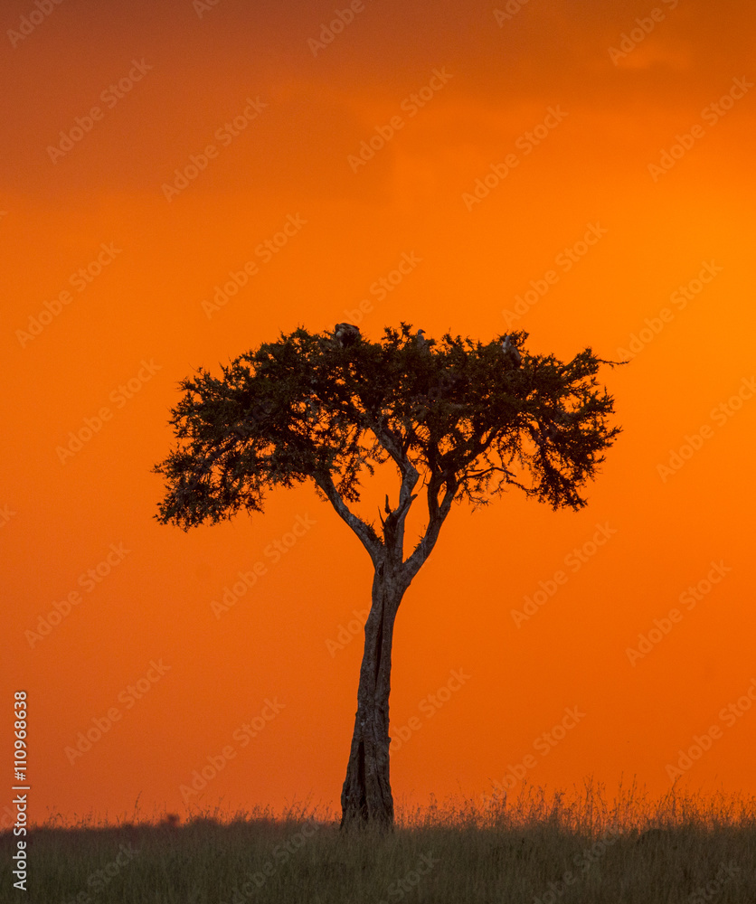 Sunset in the Maasai Mara National Park. Africa. Kenya