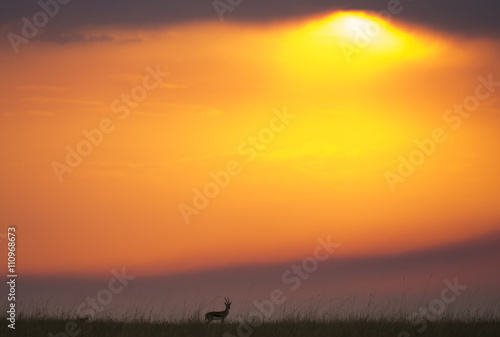 Sunset in the Maasai Mara National Park. Africa. Kenya © gudkovandrey