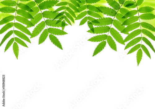 Spring green leaves of tree isolated on white background
