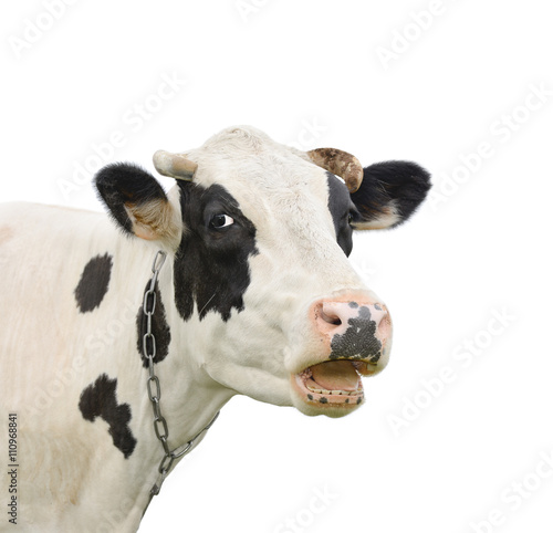 Funny cute talking cow isolated on white/ Funny cute talking cow isolated on white