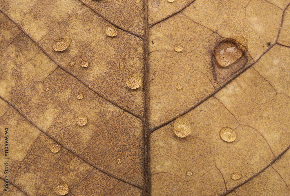 Fototapeta premium autumn leaves texture and water drop for background.