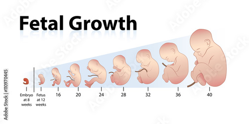 Fetal Growth