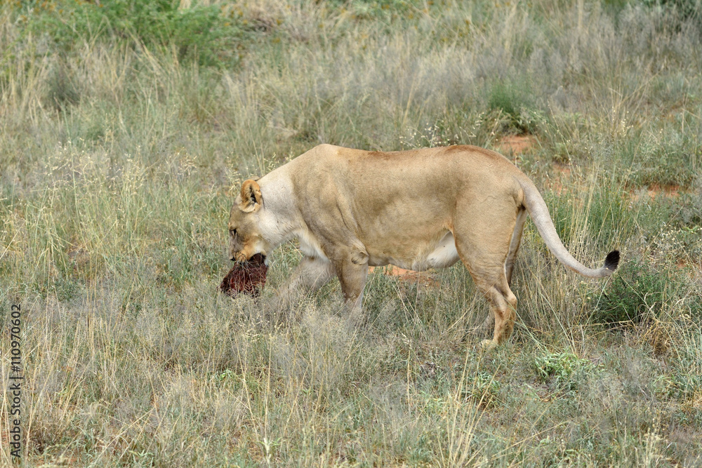 Fototapeta premium Lioness, Namibia, Africa