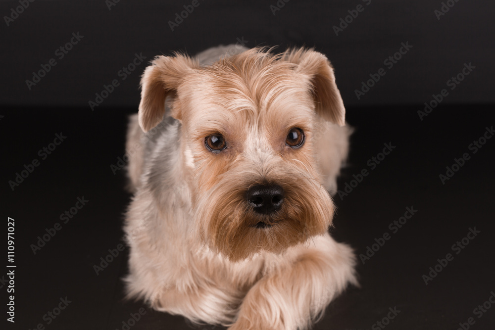 Closeup Yorkshire Terrier Dog Standing on Black Mirror background Closeup Yorkshire Terrier Dog Standing on Black Mirror background