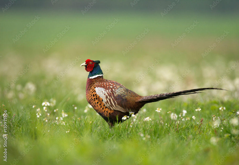 Fototapeta premium Ringneck Pheasant (Phasianus colchicus)