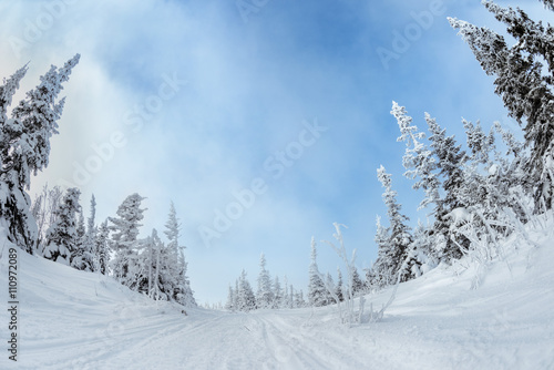 Snowmobile road between beautiful snowy fir trees at winter season