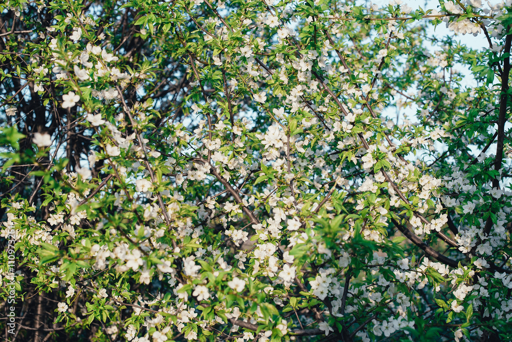 spring flowers on a tree