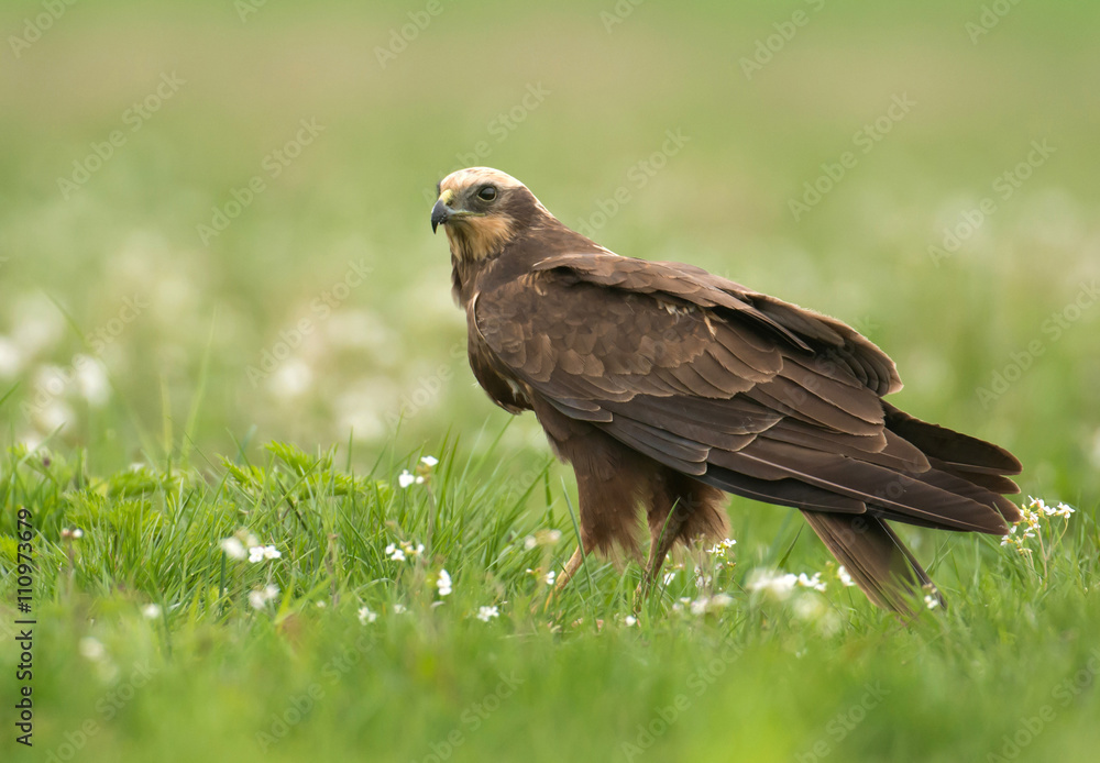 Marsh harrier (Circus aeruginosus) in spring scenery Marsh harrier (Circus aeruginosus) in spring scenery