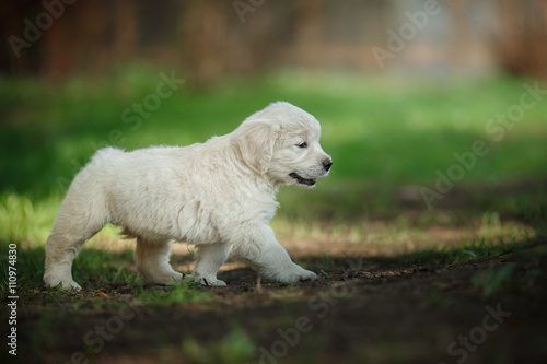 Little puppy Golden retriever