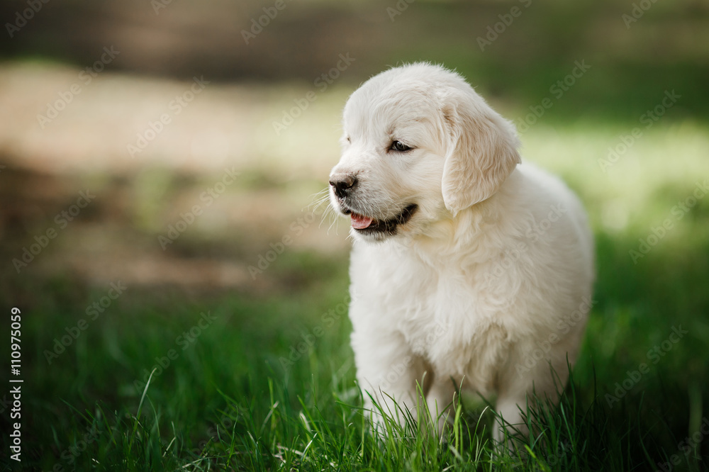 Little puppy Golden retriever Little puppy Golden retriever