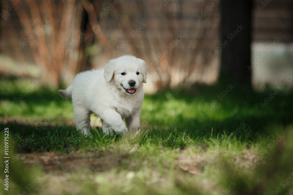 Little puppy Golden retriever