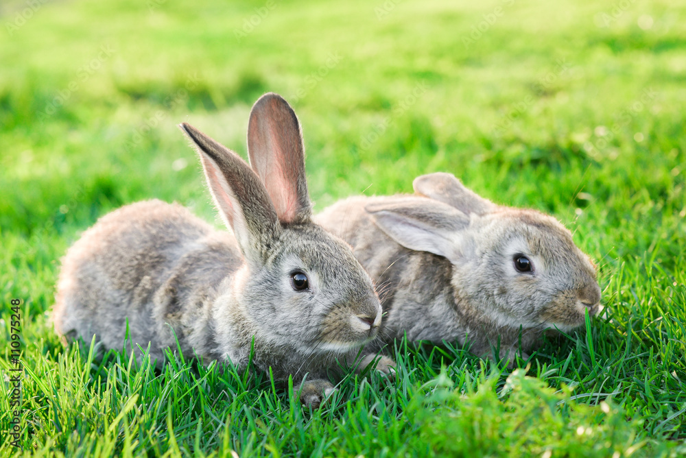 Fototapeta premium two grey rabbits in green grass outdoor