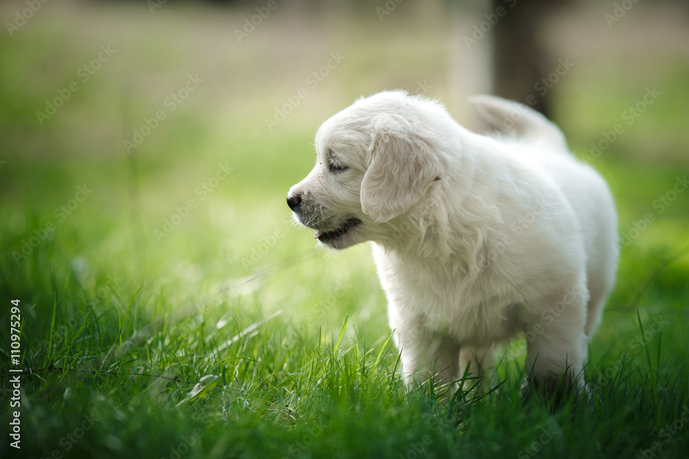 Little puppy Golden retriever