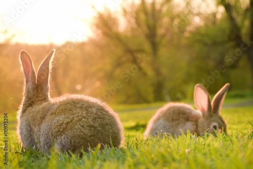 two gray rabbits on a green sunshine lawn.