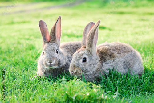 Fotografia two grey rabbits in green grass outdoor