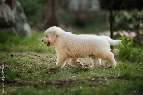 Little puppy Golden retriever © annaav