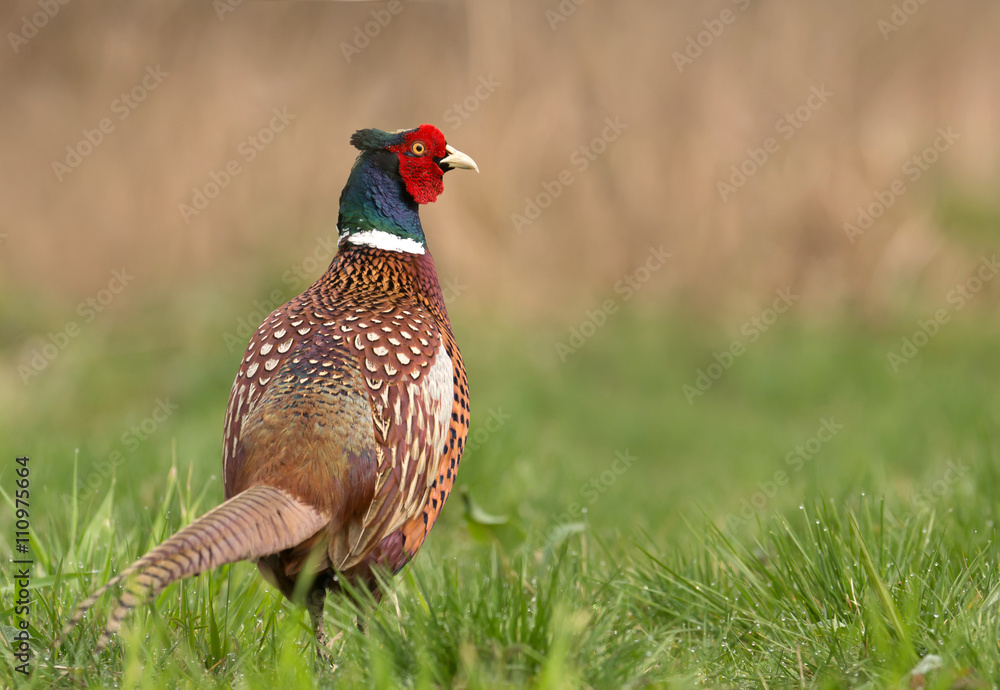 Fototapeta premium Ringneck Pheasant (Phasianus colchicus)