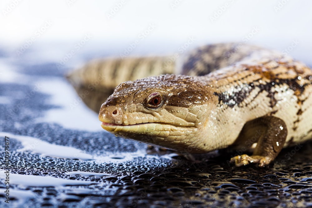 Obraz premium Australian blue tongued lizard in wet dark shiny environement