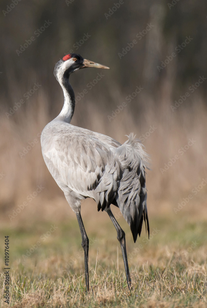 Common crane (Grus grus) Common crane (Grus grus)