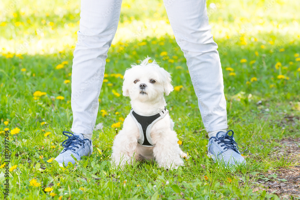 Walking with dog Walking with dog