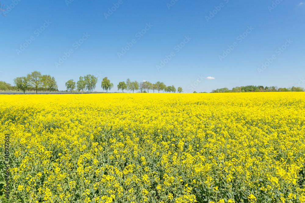 Yellow fields in Germany