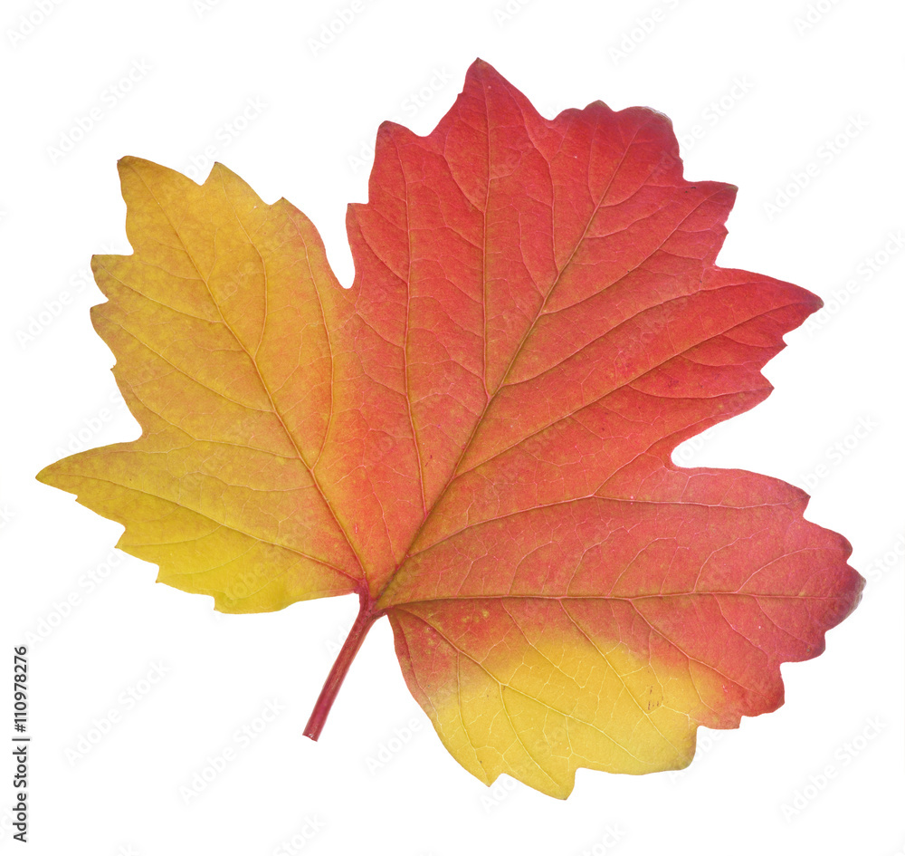 red and yellow plant fall leaf isolated on white red and yellow plant fall leaf isolated on white