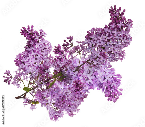 large lush isolated lilac branch