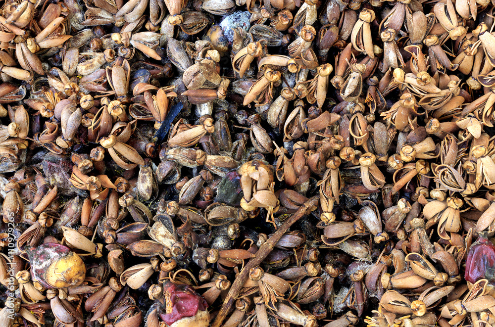 Dry betel seed Dry betel seed