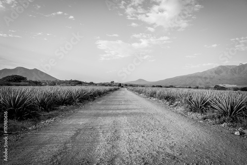 Tequila Landscape