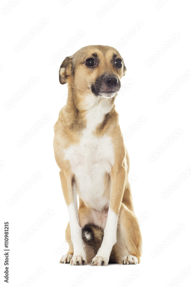 red dog looks red dog looks
