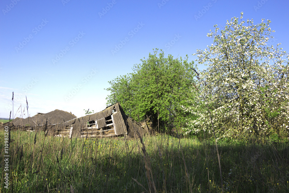 Obraz premium Ruined barn in rural outback near flowering trees on a background of clear sky of spring. «If time exists in nature, then it is not already open ...». (Konstantin Tsiolkovsky).