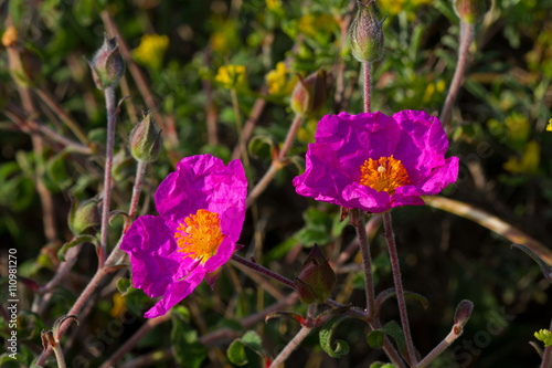 Pink Rock-Rose (Cistus creticus), also known as Hoary Rock-Rose