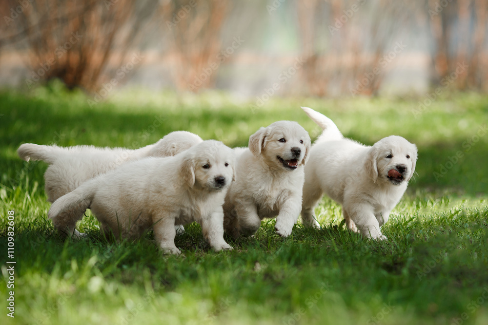 Little puppys Golden retriever