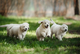 Little puppys Golden retriever