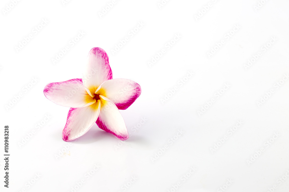 plumeria rubra flower isolated on White background