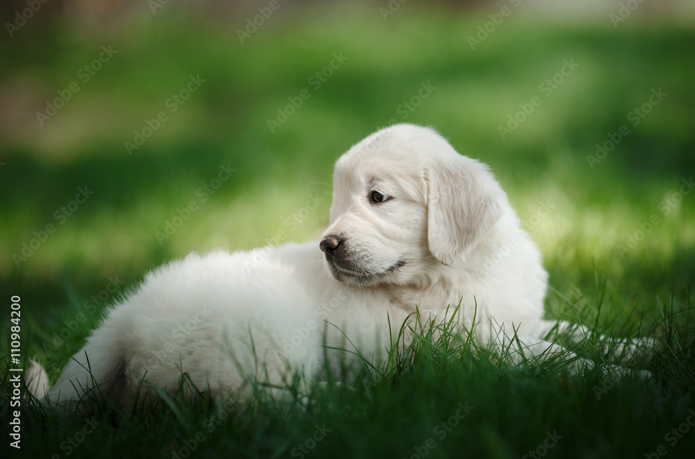 Little puppy Golden retriever Little puppy Golden retriever