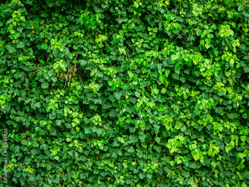 Green creeper background Green creeper background