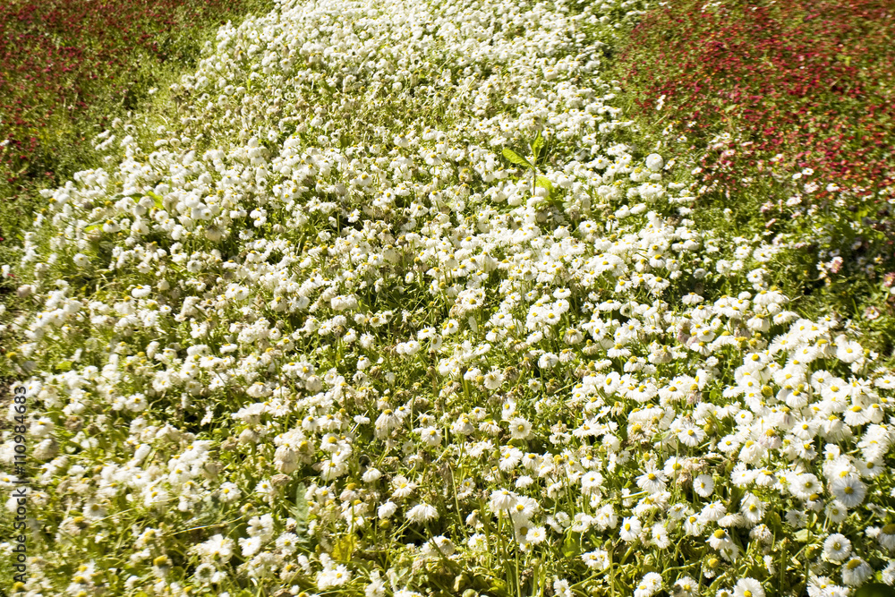 White daisies on flowerbed
