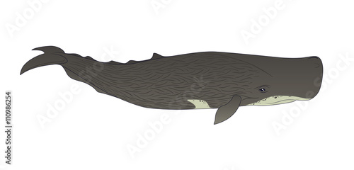 Cachalot or sperm whale on a white background.