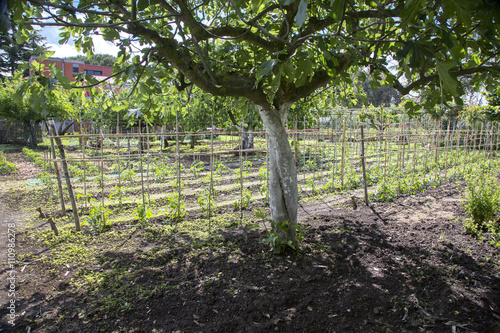 Campo coltivato e albero di fico 