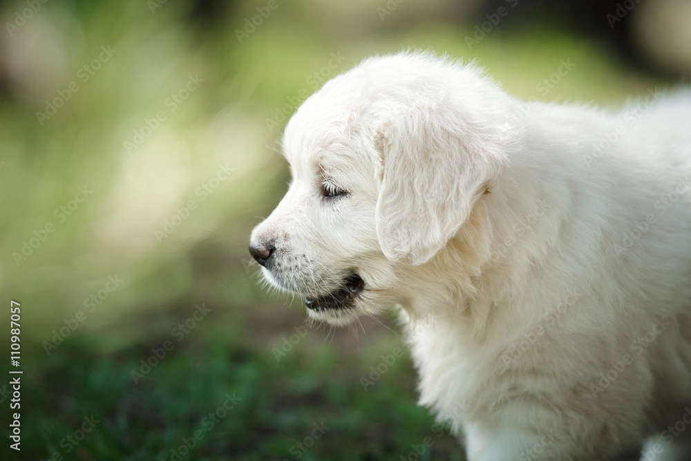 Little puppy Golden retriever