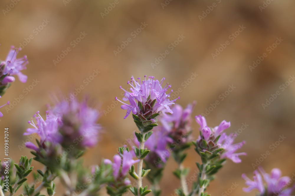 Obraz premium Wildflowers in close-up