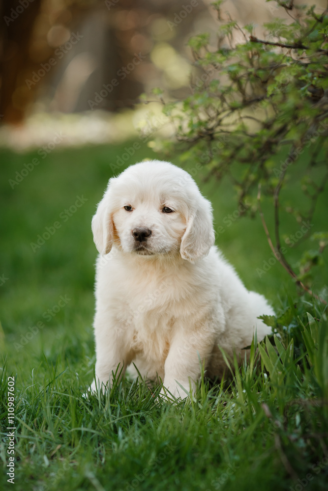 Little puppy Golden retriever
