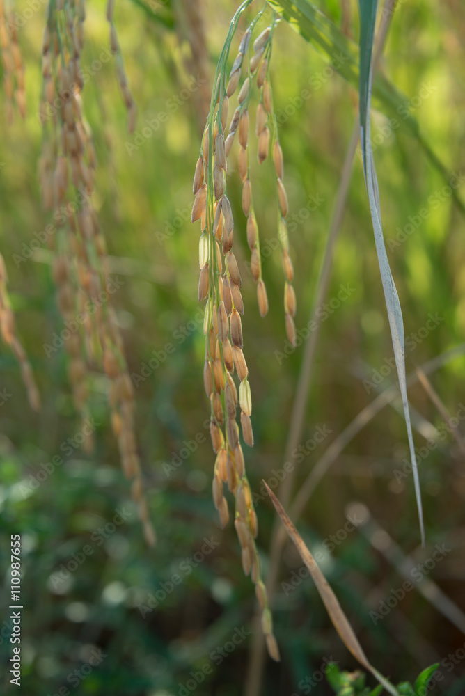 Golden paddy rice farm, closeup image with shallow depth of field. Golden paddy rice farm, closeup image with shallow depth of field.