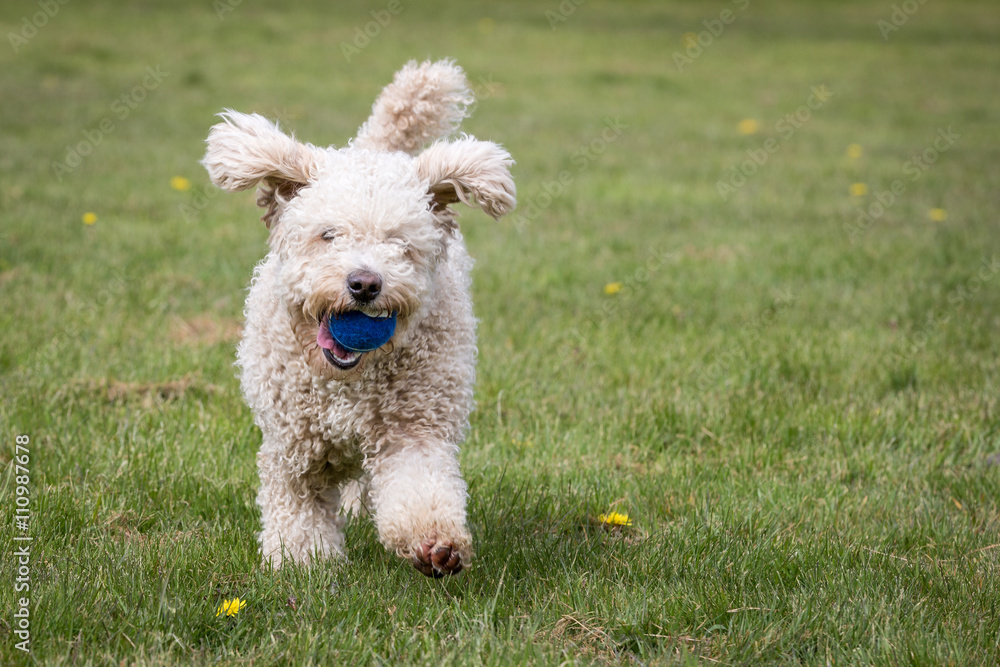 Spanish Water Dog