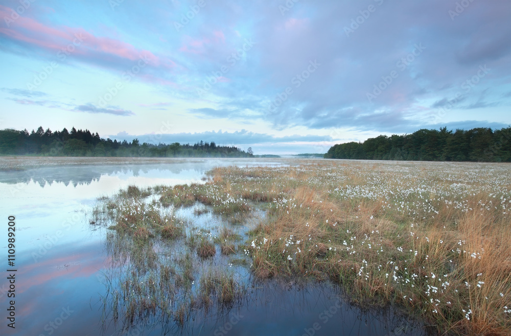 swamp with plenty cotton-grass at sunrise